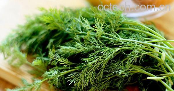 果蔬百科小茴香怎么吃最好吃-0