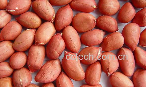 果蔬百科花生的药用价值-0