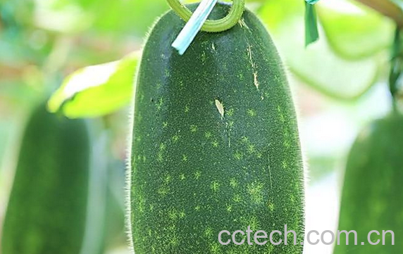 果蔬百科冬瓜的药用价值-0