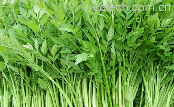 果蔬百科生芹菜的功效与作用-0