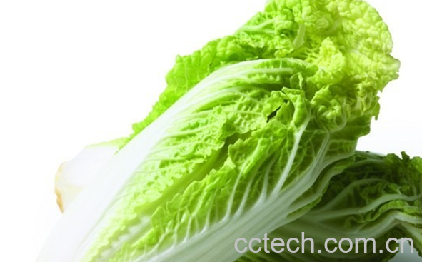 果蔬百科白菜的药用价值-0