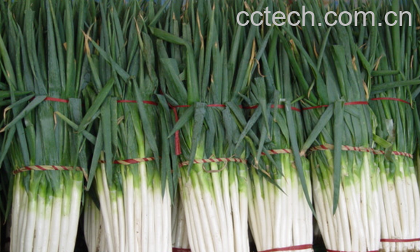 果蔬百科大葱的营养价值-0