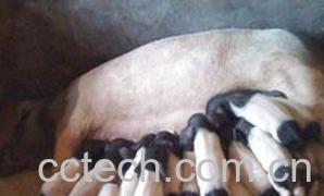 果蔬百科两头乌猪皮营养价值-0