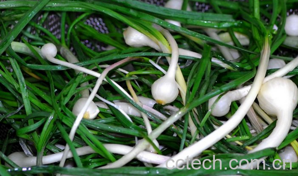 果蔬百科小根蒜的功效与作用-0