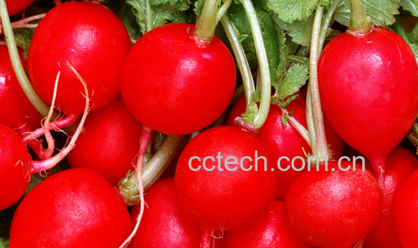 果蔬百科樱桃萝卜的功效与作用-0