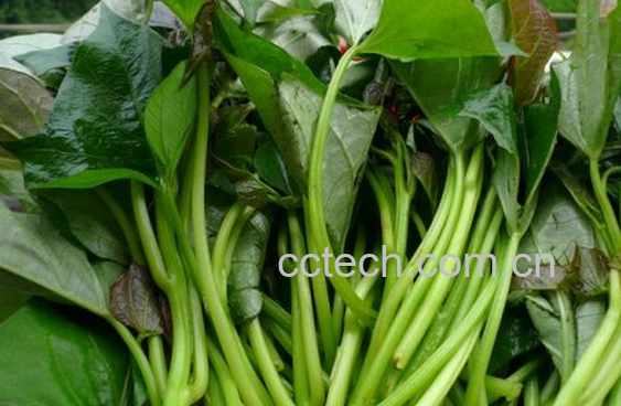 果蔬百科红薯苗的做法-0