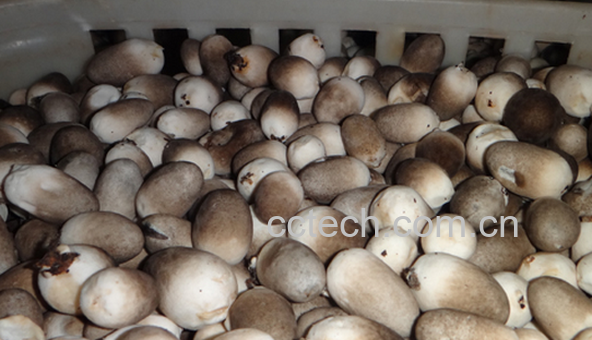 果蔬百科草菇的功效与作用-0