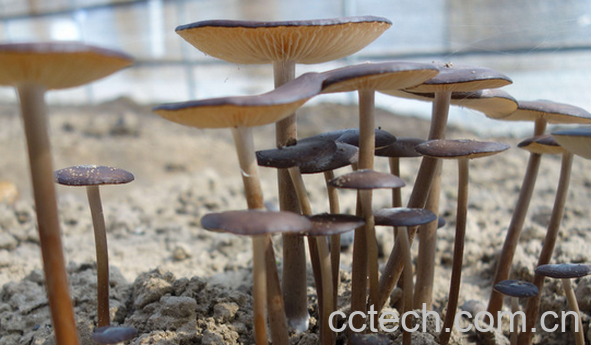 果蔬百科长根菇的功效与作用-0