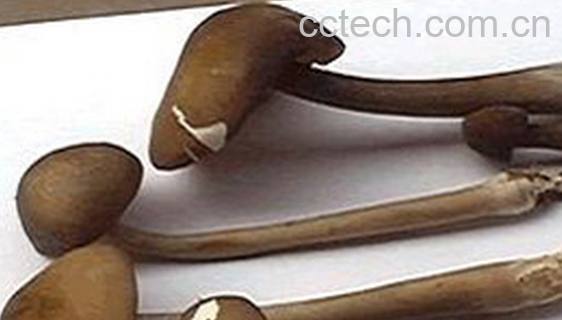 果蔬百科长根菇怎么做好吃-0