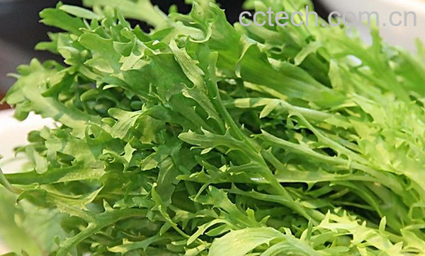 果蔬百科苦苣菜的功效与作用-0