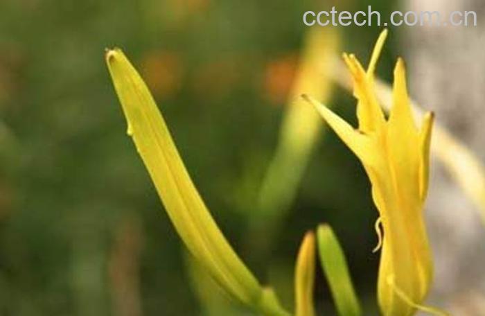 果蔬百科柠檬萱草的功效与作用-0