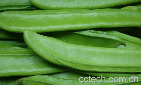 果蔬百科刀豆的营养价值-0