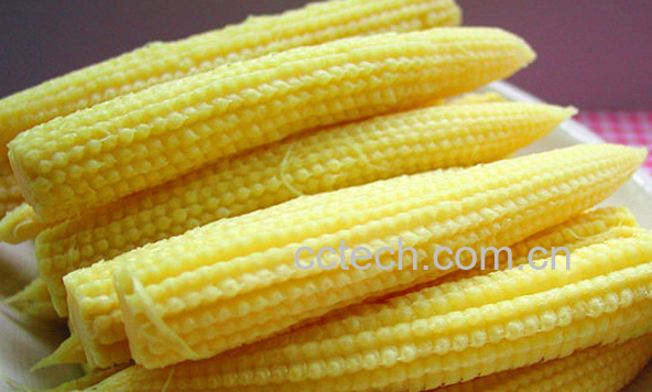 果蔬百科玉米笋的功效与作用-0