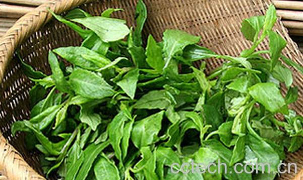 果蔬百科灰条菜-0