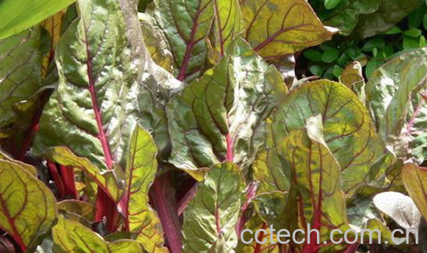 果蔬百科牛皮菜怎么做好吃-0