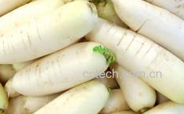 果蔬百科生吃白萝卜的好处有哪些-0