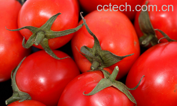 果蔬百科西红柿能减肥吗-0