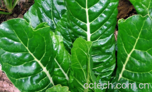 果蔬百科牛皮菜的营养价值与功效-0