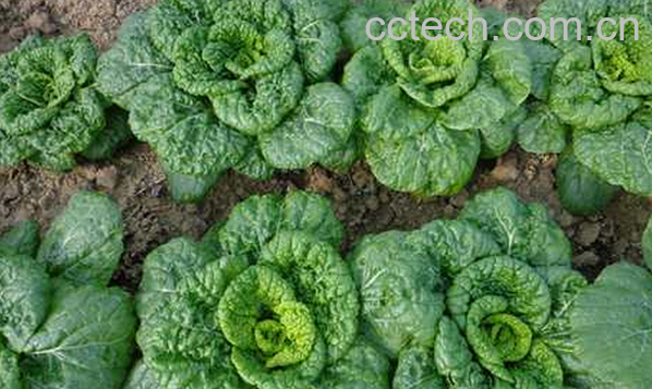 果蔬百科乌菜的功效与作用-0