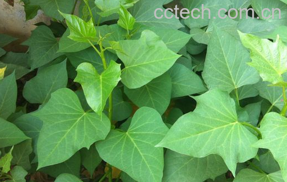 果蔬百科红薯苗的功效与作用-0