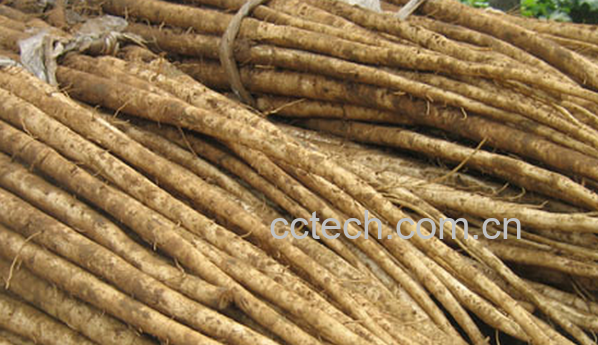 果蔬百科牛蒡的功效与作用-0