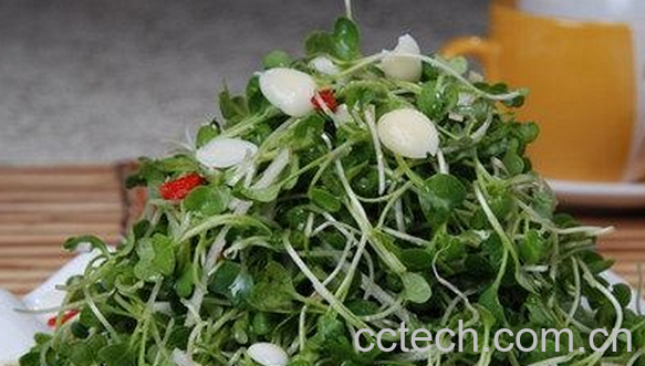 果蔬百科萝卜苗的营养价值与功效-0