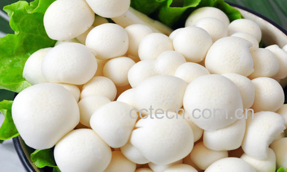 果蔬百科白玉菇的功效与作用-0