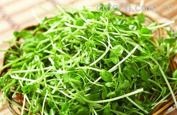 果蔬百科豆苗的做法大全-0