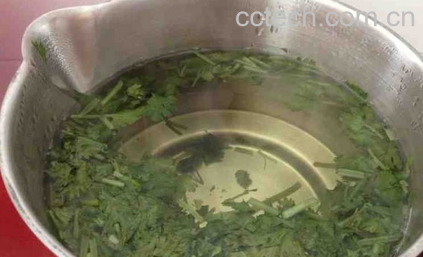 果蔬百科香菜煮水的功效与作用-0