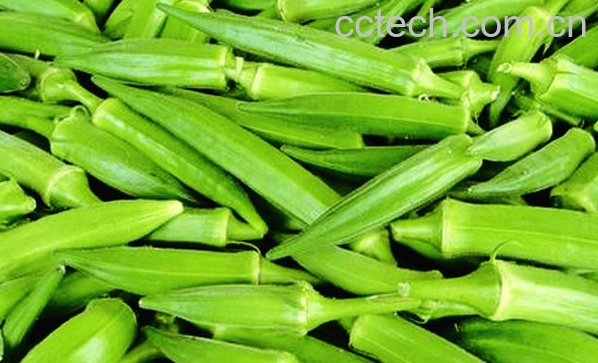 果蔬百科秋葵的功效与作用-0