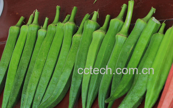 果蔬百科秋葵的药用功效-0