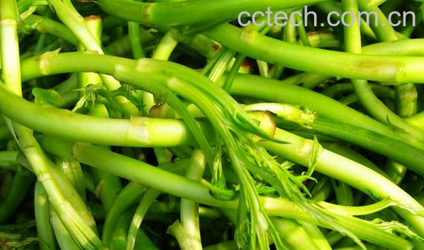 果蔬百科蒌蒿的功效与作用-0