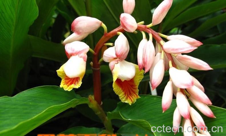 果蔬百科艳山姜的功效与作用-0