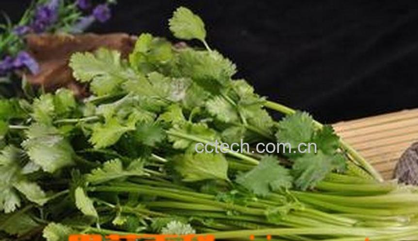 果蔬百科香菜怎么做好吃-0