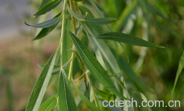 果蔬百科柳叶的功效与用法-0