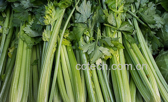 果蔬百科旱芹的功效与作用-0