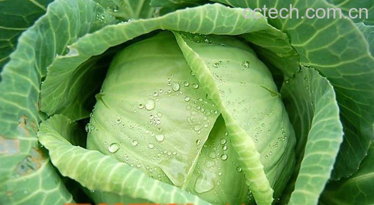 果蔬百科卷心菜的功效与作用-0