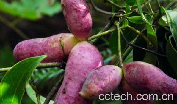 果蔬百科八月瓜的功效与作用-0