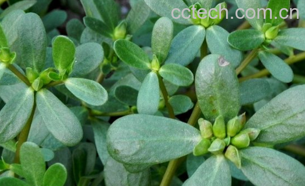 果蔬百科马齿苋的药用价值与功效-0