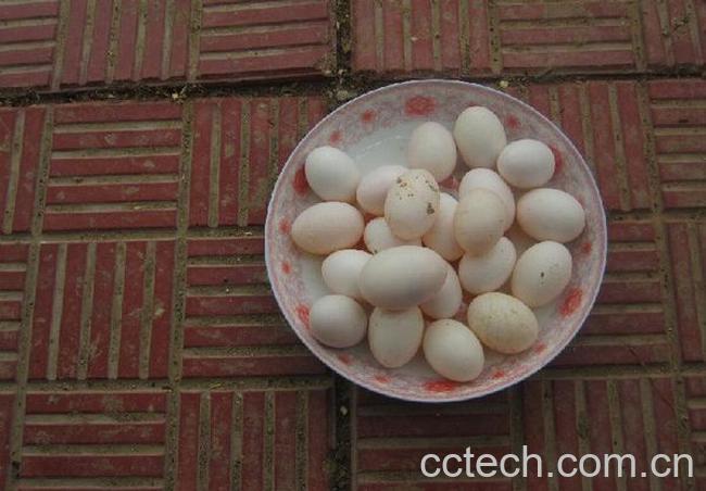 果蔬百科鸽子蛋的功效与作用-0