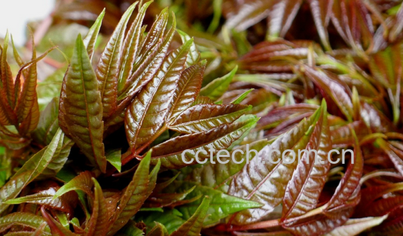 果蔬百科香椿的食疗功效与用法-0