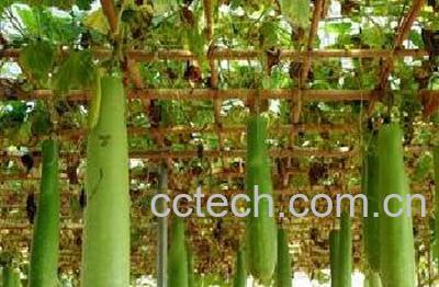 果蔬百科瓠瓜汤怎么做 瓠瓜汤做法步骤-0