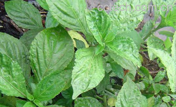 果蔬百科遏蓝菜的功效与作用-0