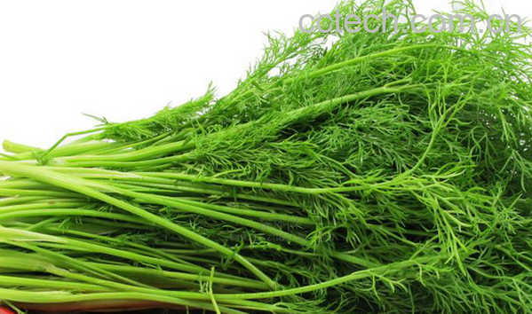 果蔬百科茴香菜的营养价值与功效-0