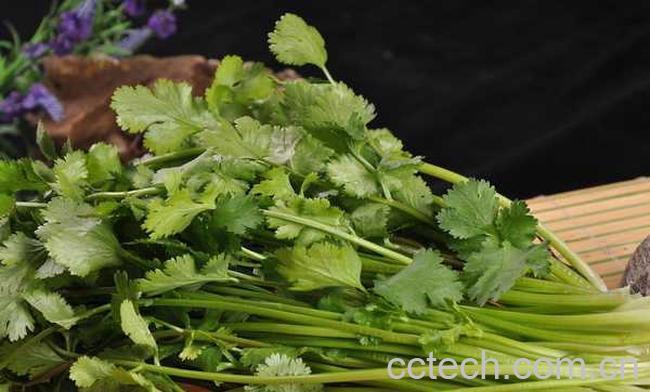 果蔬百科香菜的功效与作用-0