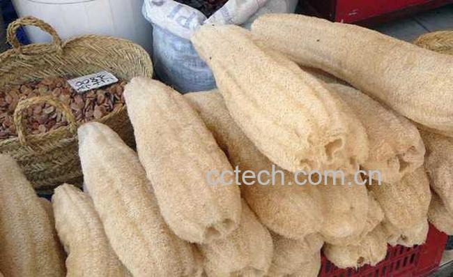 果蔬百科絮瓜瓤的功效与作用-0