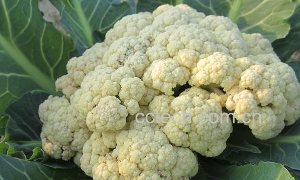 果蔬百科花菜的食疗功效与用法-0