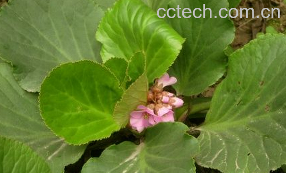 果蔬百科岩白菜的功效与作用-0