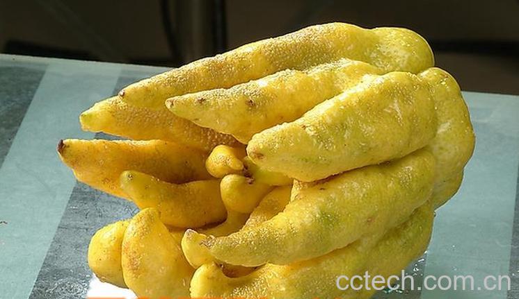 果蔬百科佛手图片 佛手的功效与作用-0