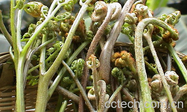 果蔬百科蕨儿菜的功效与作用-0